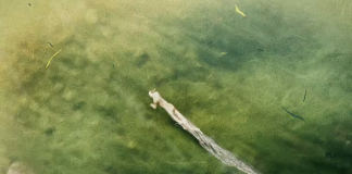 Ōkami Sequel é anunciado!