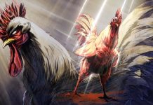 Calendário TG | Rooster Fighter